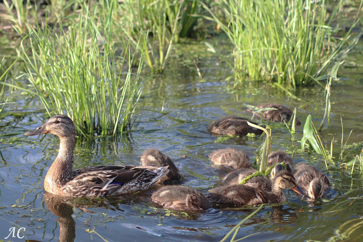Счастливое семейство - Любовь Сахарова