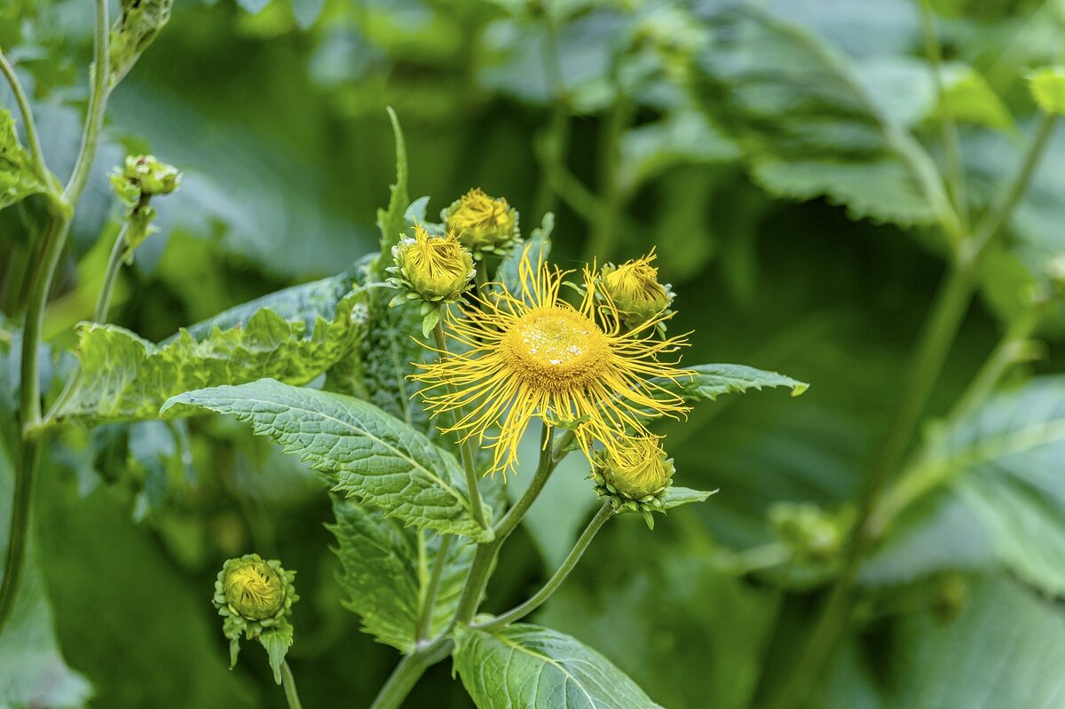 Девясил - Валерий Иванович