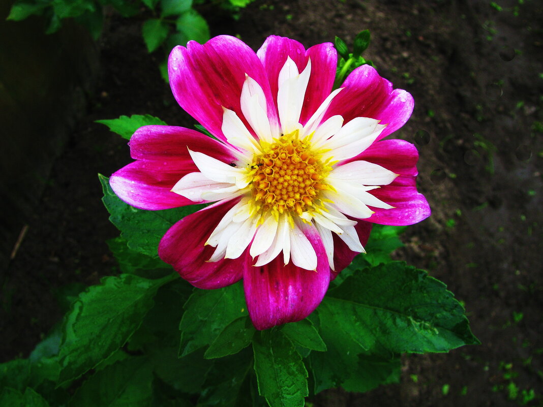 Красота - Людмила Смородинская Красота - Людмила Смородинская