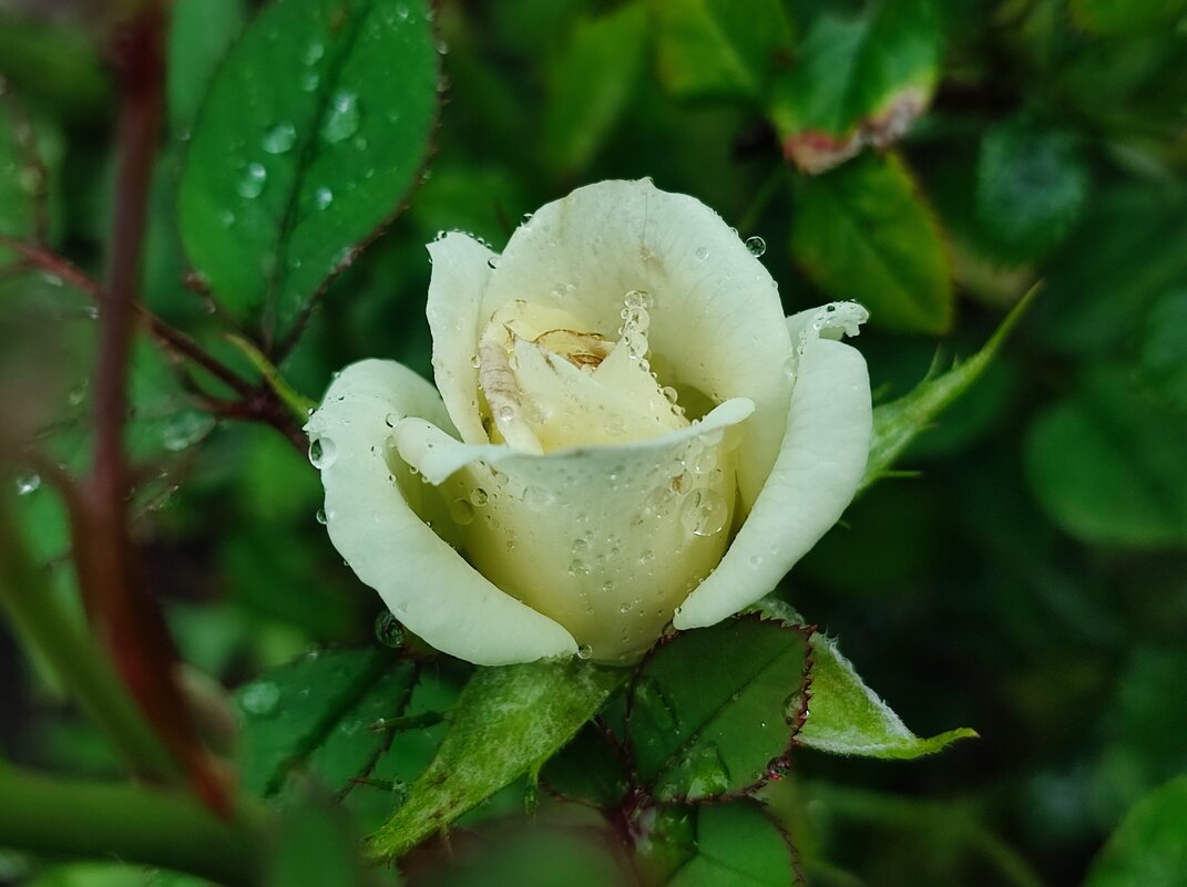 Под дождём - Валентина Богатко 