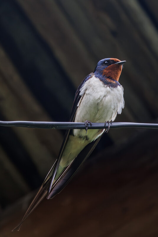 Деревенская ласточка - Sergey38 