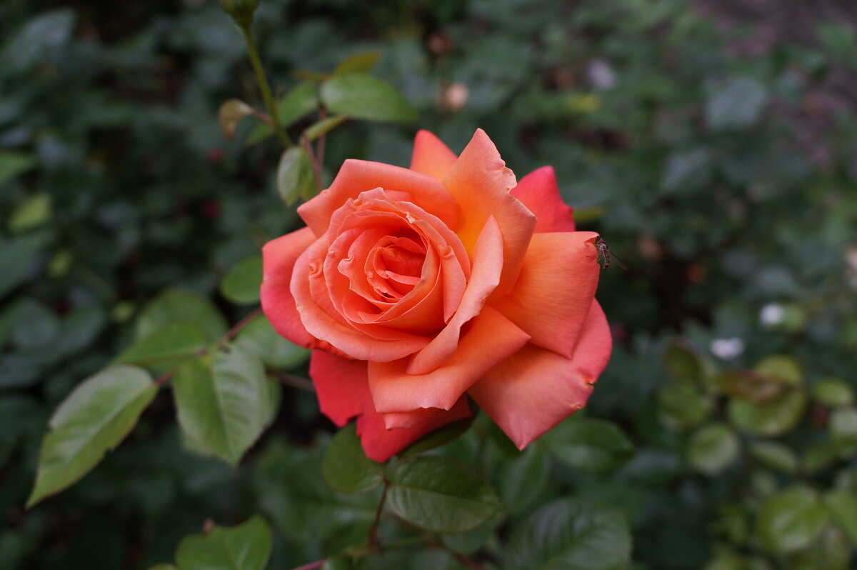 * * * - Алёна Савина