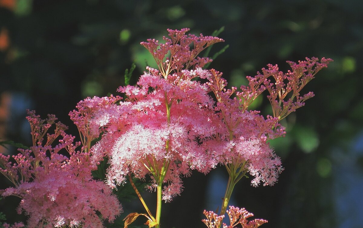 Оттенки розового ) - Natali 