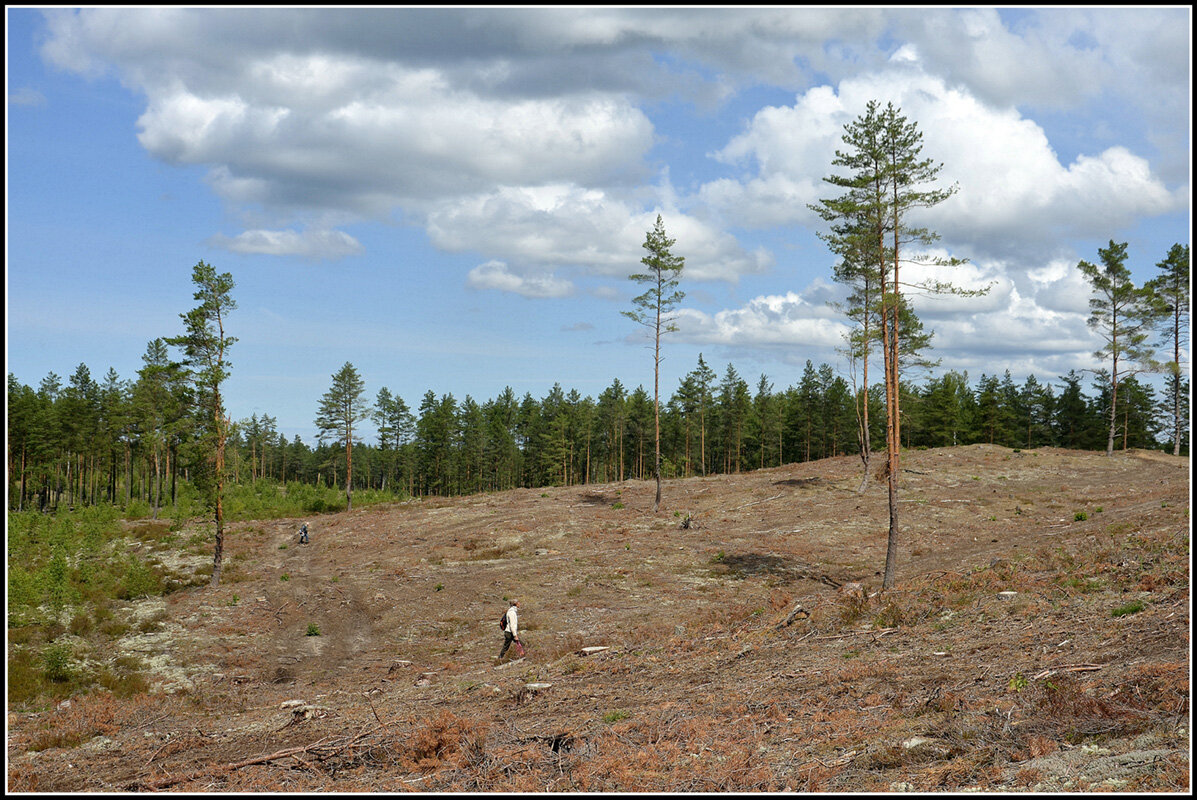 ....а был лес - Aleksandr Gal