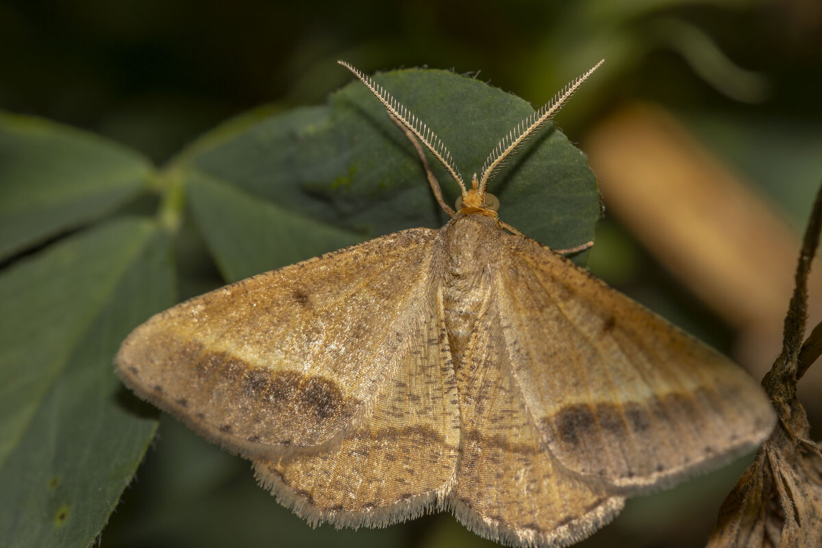 Мотылёк... - Александр Посошенко