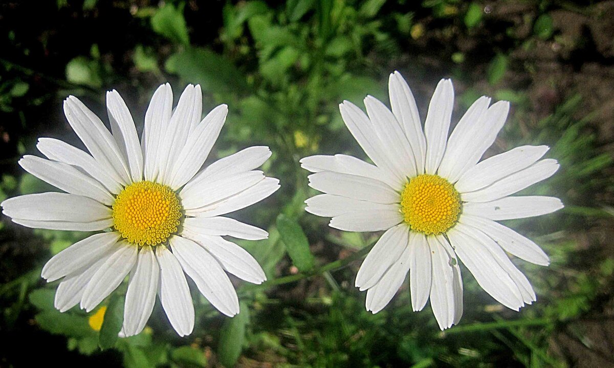 Ромашки - Елена Семигина