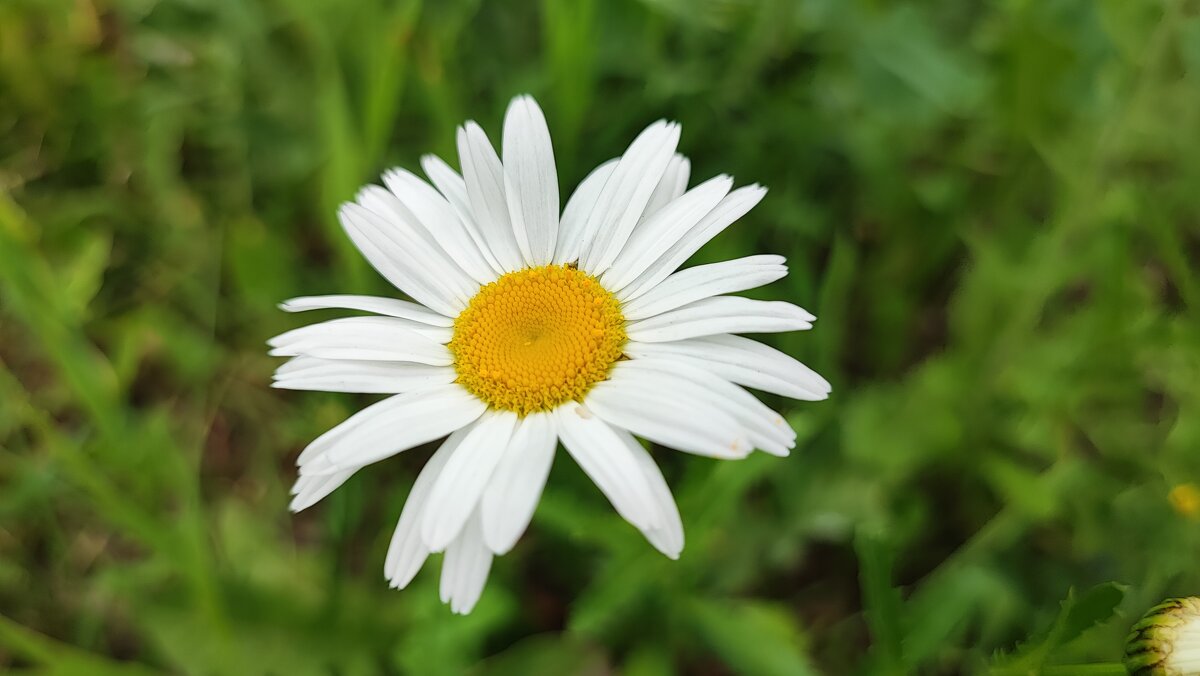 ,,, - Сергей Тимоновский