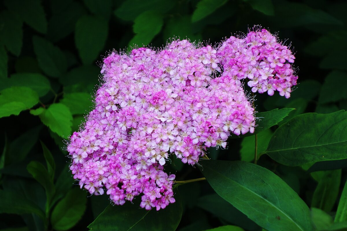 Спирея - Рита Симонова