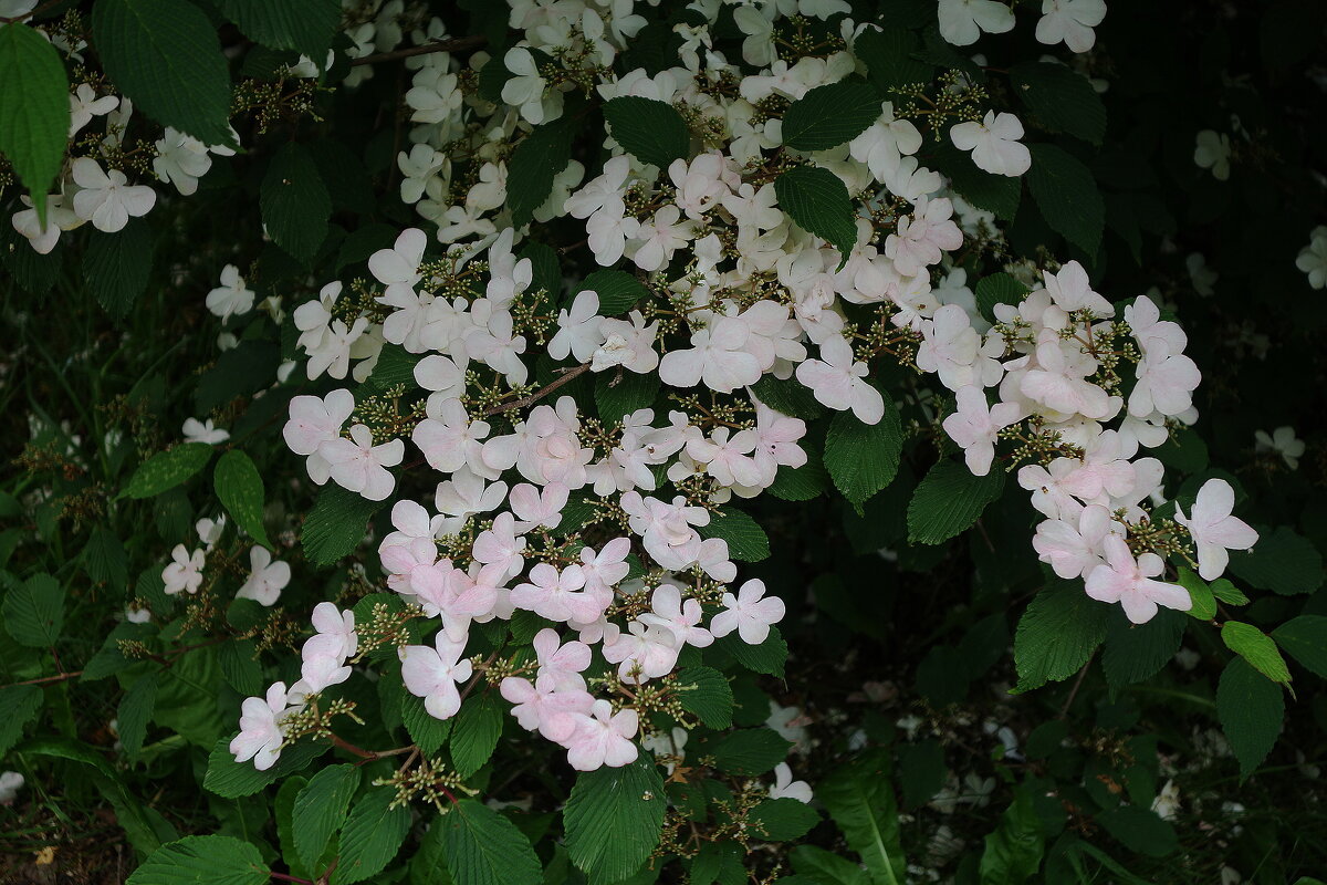 Калина складчатая - Рита Симонова