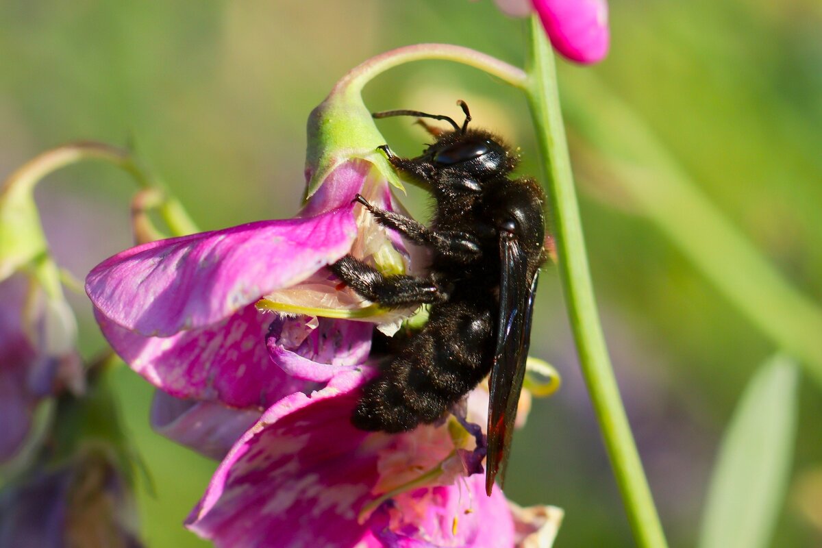 Пчела Плотник - Юрий. Шмаков