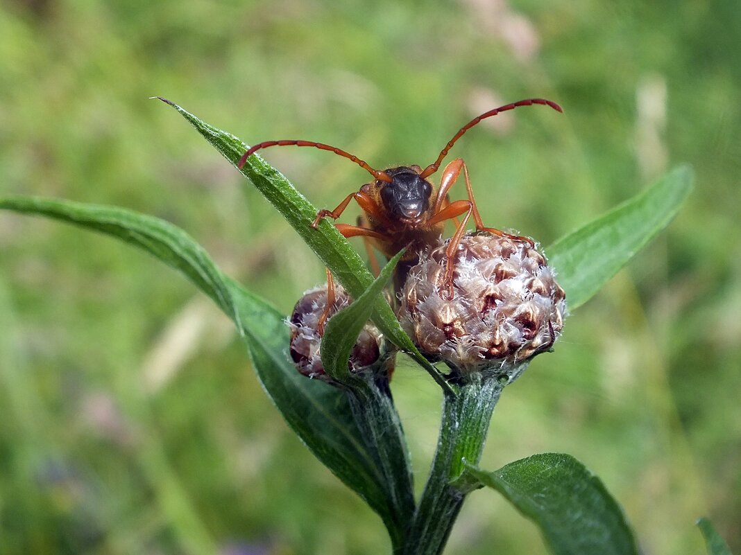 ** - Зоя Мишина