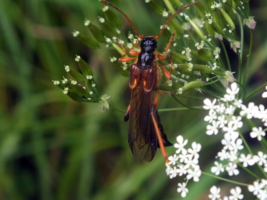 * - Зоя Мишина