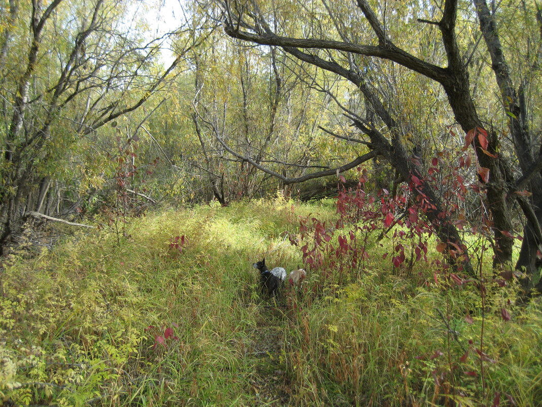 Прогулка - Anna Ivanova