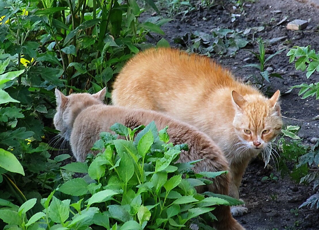 Разговор - PRP 