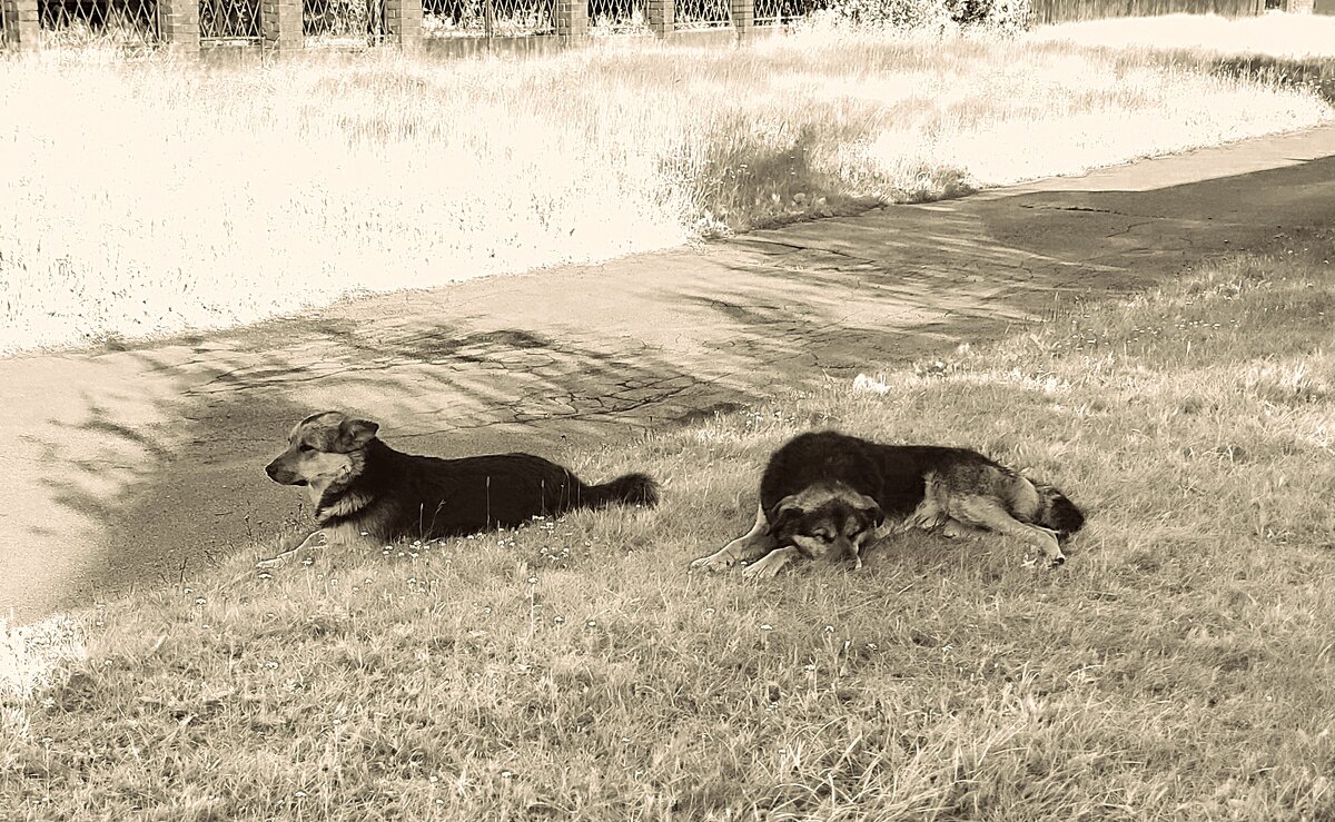 Шарик и его "сынок" - Любовь Шарик и его "сынок" - Любовь