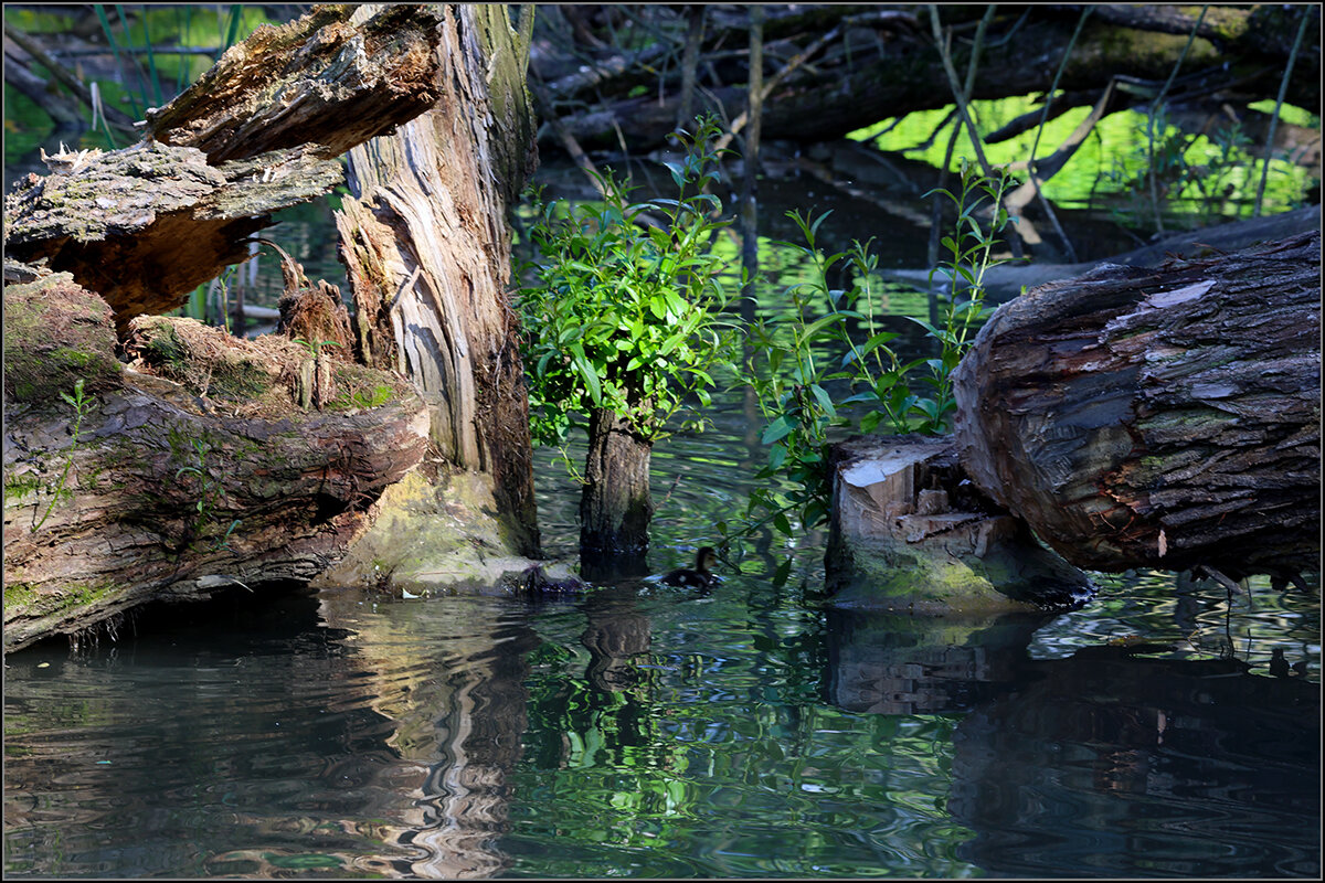 Бобры где-то рядом - Сергей Премонишын Бобры где-то рядом - Сергей Премонишын