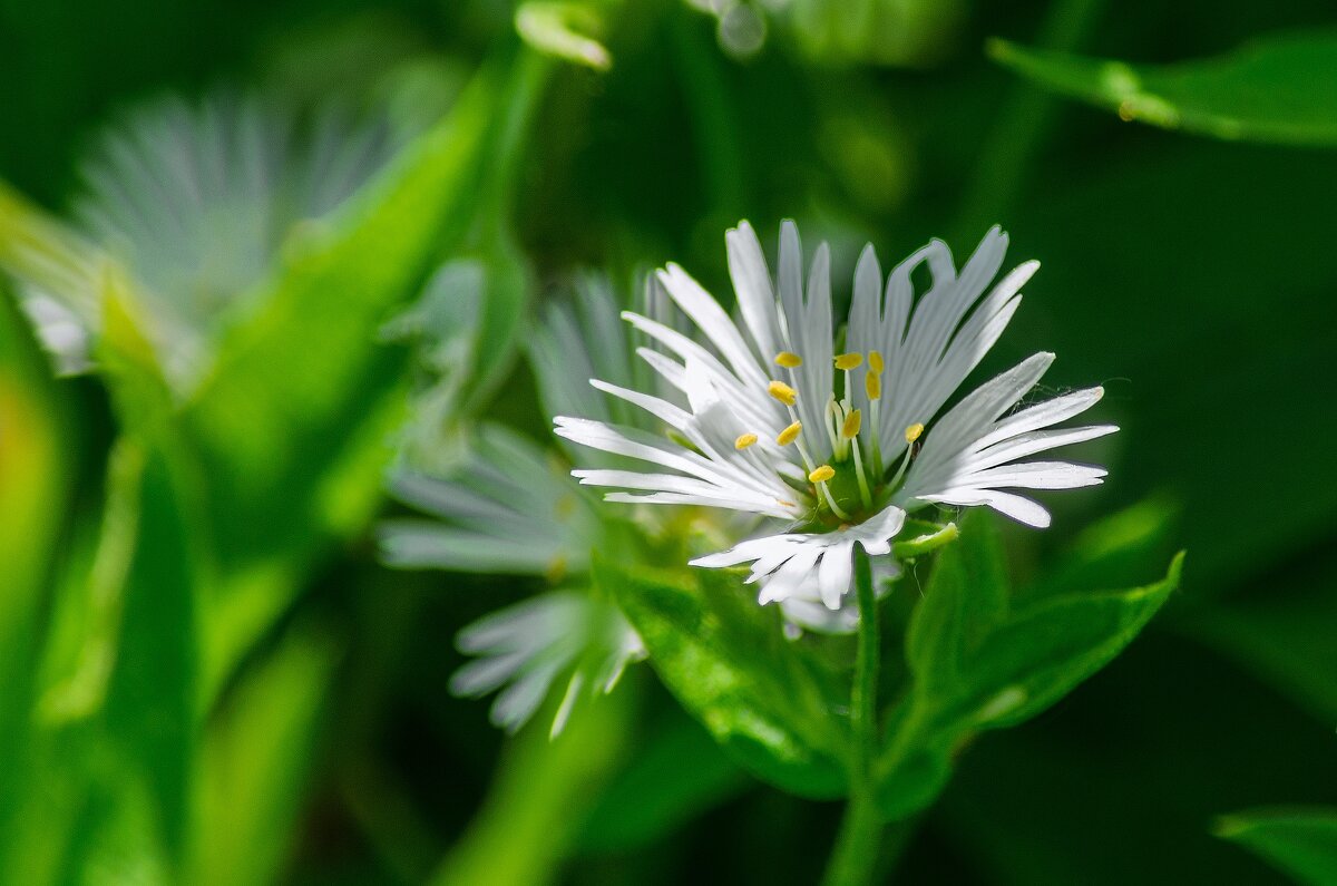 *** - Виктор Иванович Чернюк