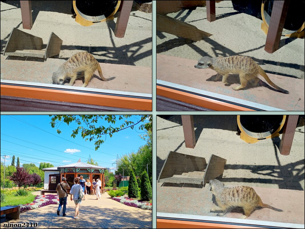 Лето в ростовском зоопарке - Нина Бутко