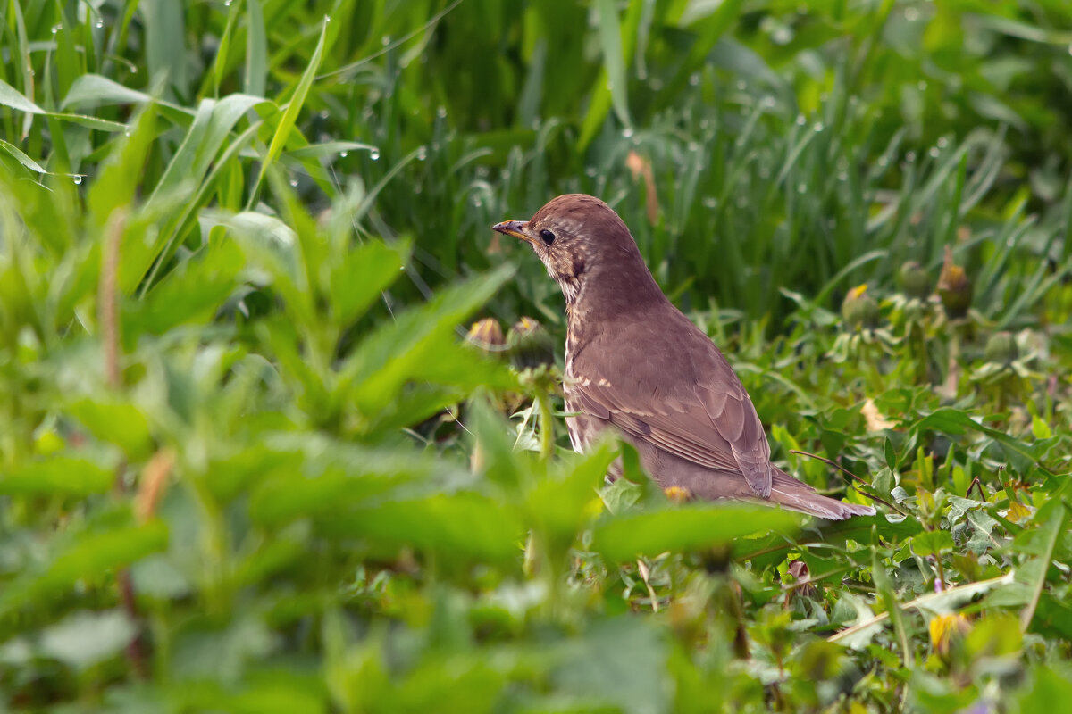 по утренней росе - Виталий Емельянов по утренней росе - Виталий Емельянов