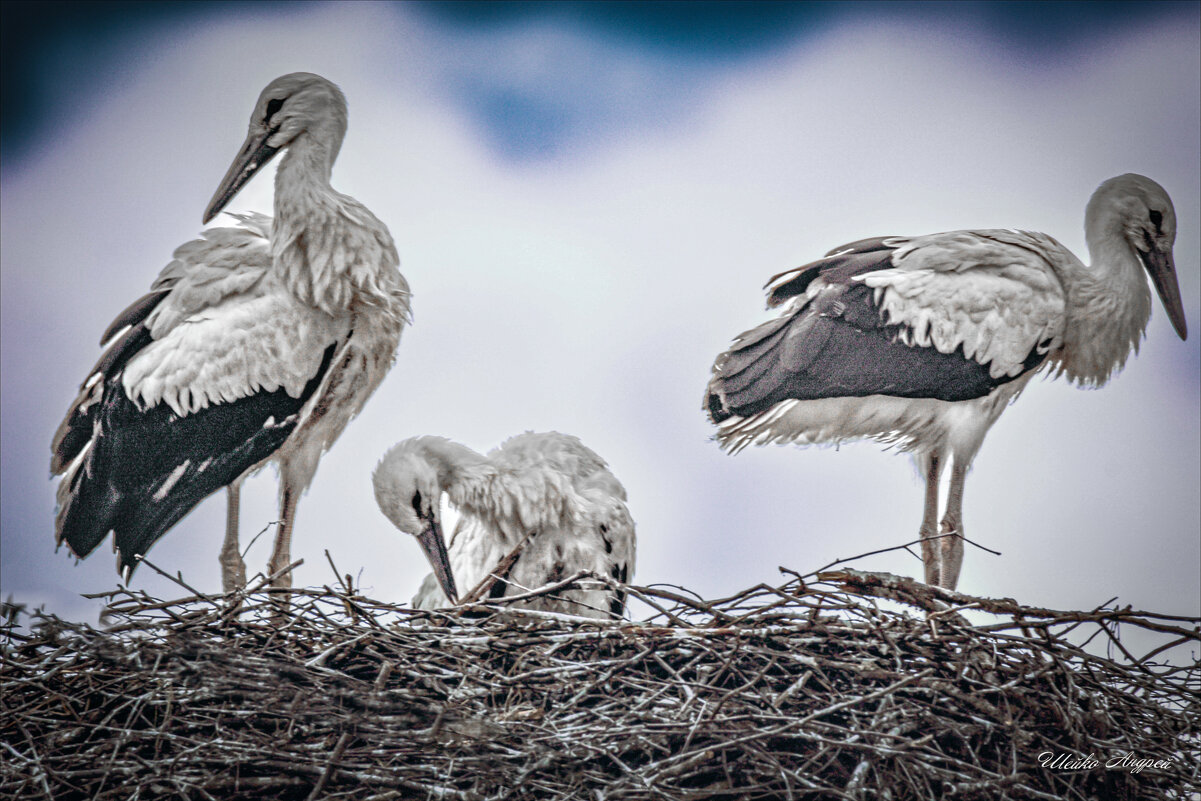 Семья аистов - Андрей Шейко