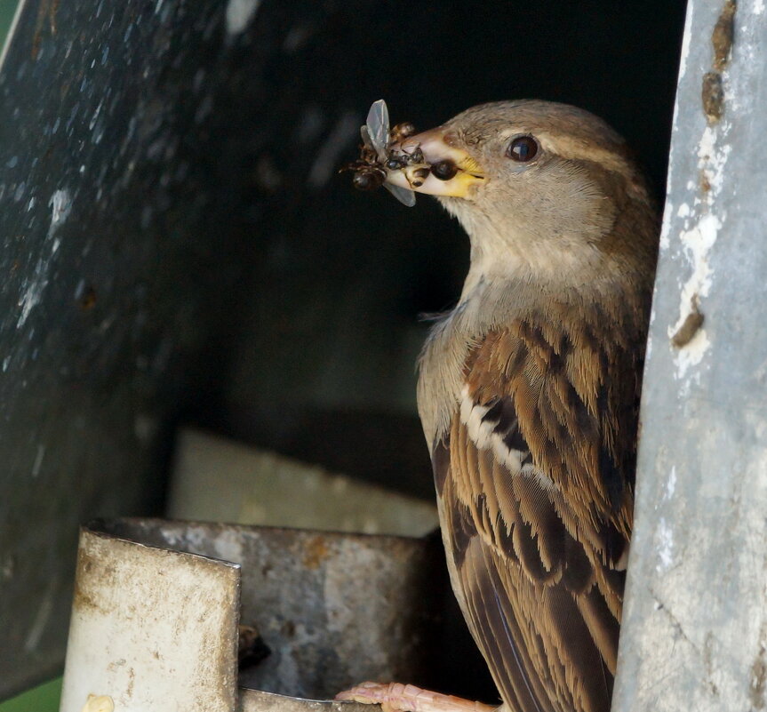 набор для птенцов. - седан 