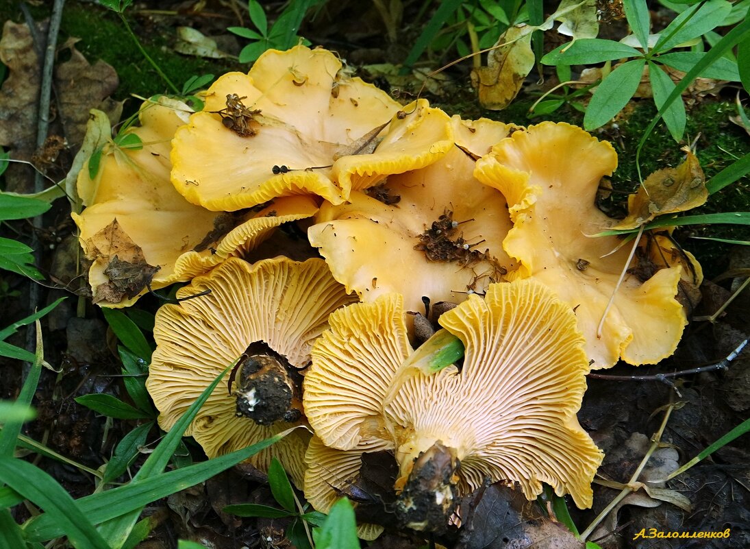 Продолжается резня лисичек...:-) - Андрей Заломленков