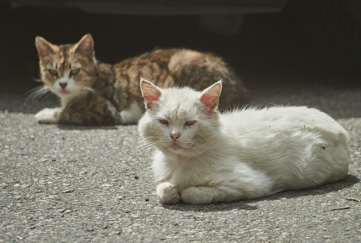 сЛАДКАЯ пАРОЧКА - Александр Леонов