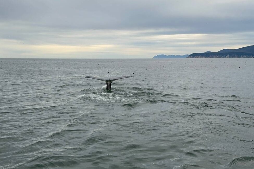 Рыба-кит - Марина Виноградова