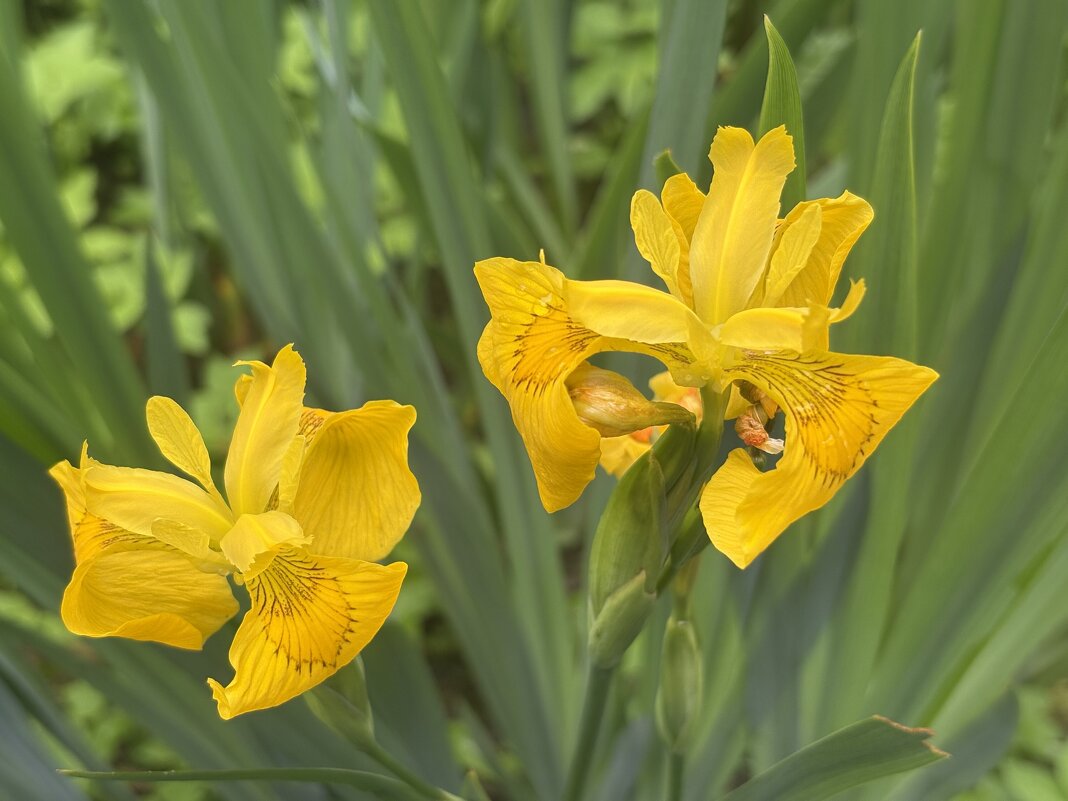 Жёлтые ирисы - Наталия Павлова