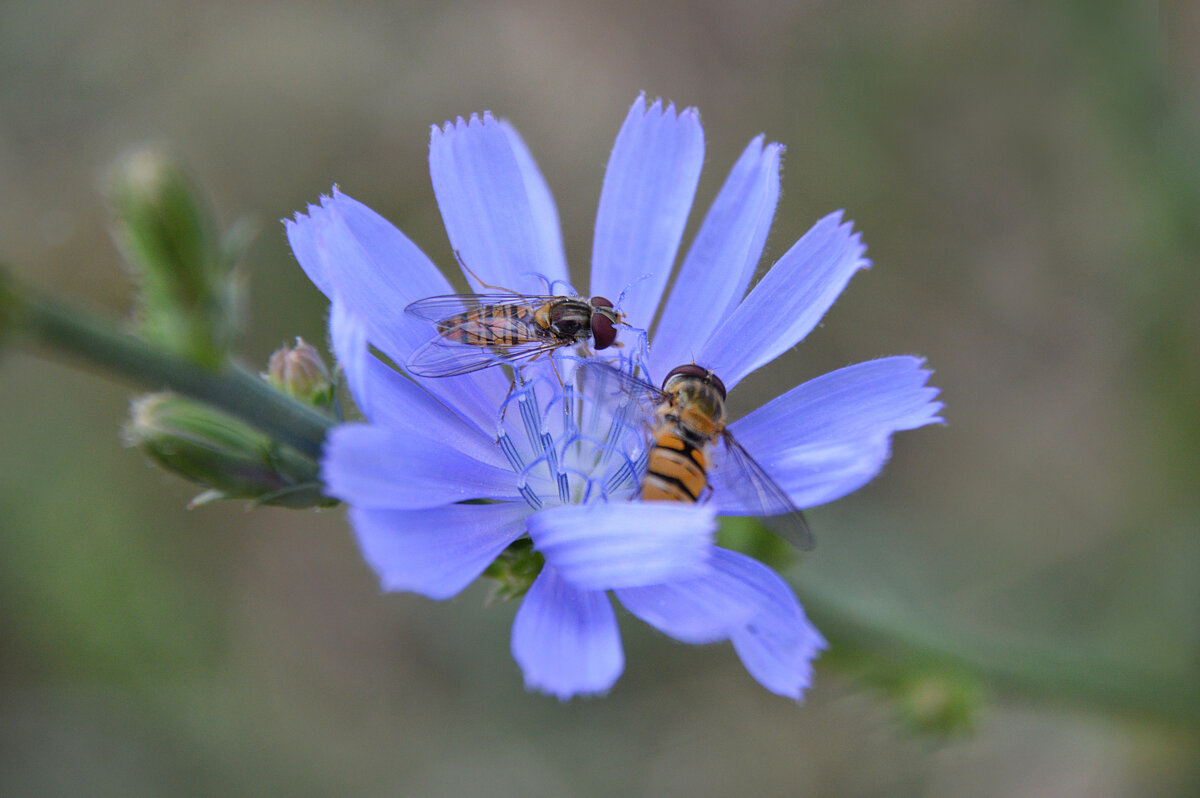 *** - Надежда Куркина 