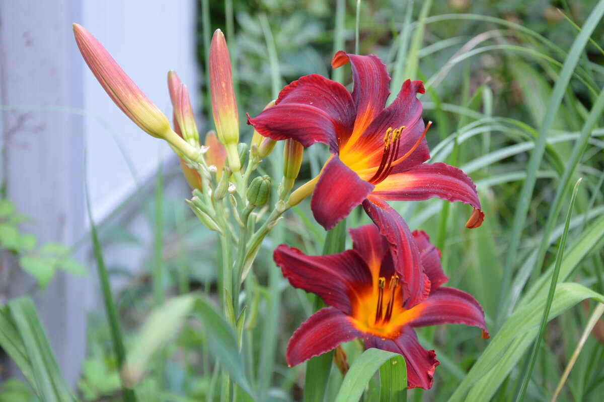 Лилейник - Надежда Куркина 