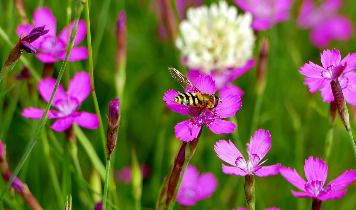 в последний день июня 17 - Александр Прокудин