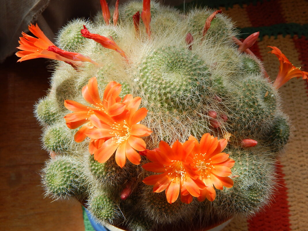 ребуция - linnud 