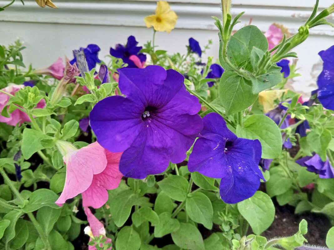 Петунии - Сапсан 