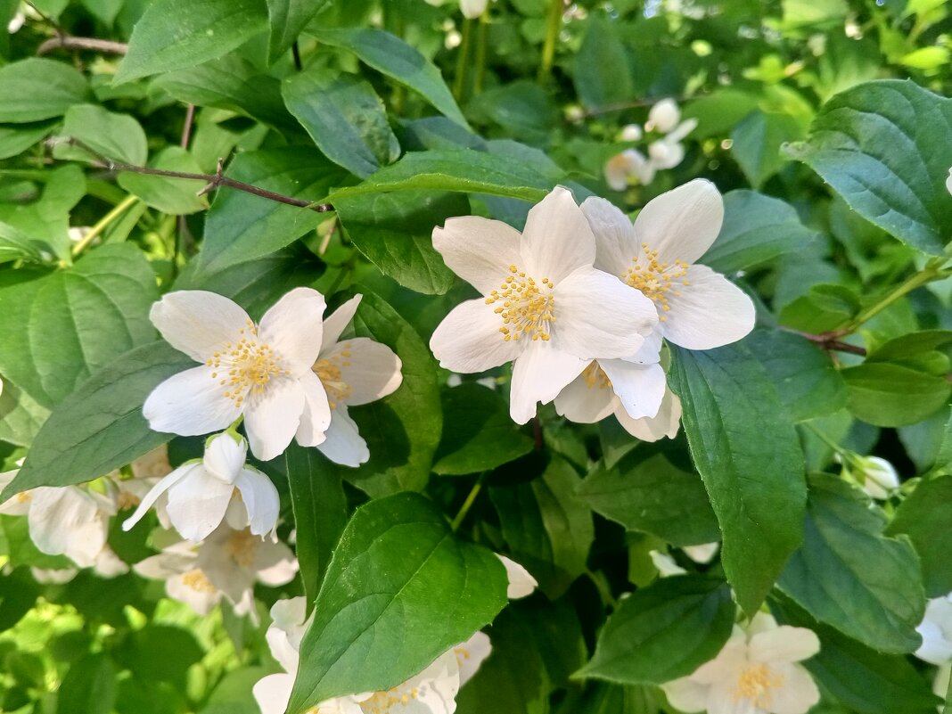 Чубушник - Сапсан 