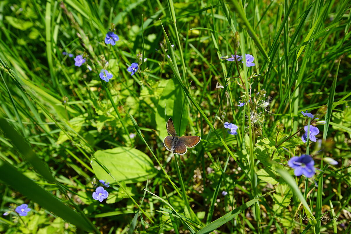 Таёжный... - Николай Гирш