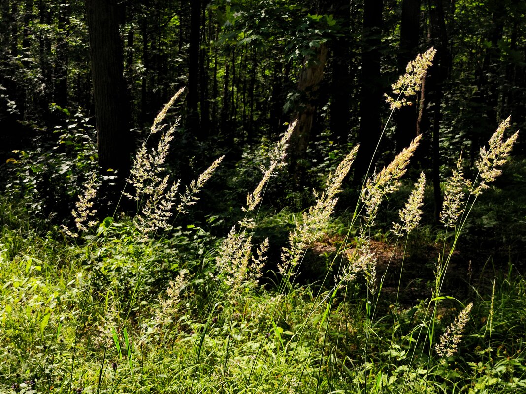 **** - Алексей Архипов