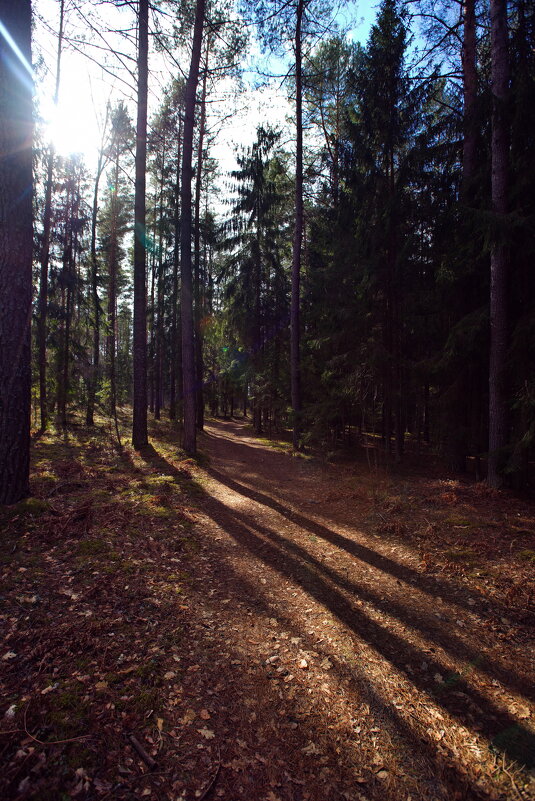 Рл белорусскому пполесью - M Marikfoto