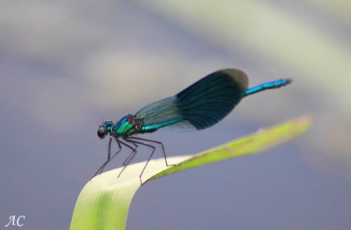 Красотка-девушка - Любовь Сахарова Красотка-девушка - Любовь Сахарова