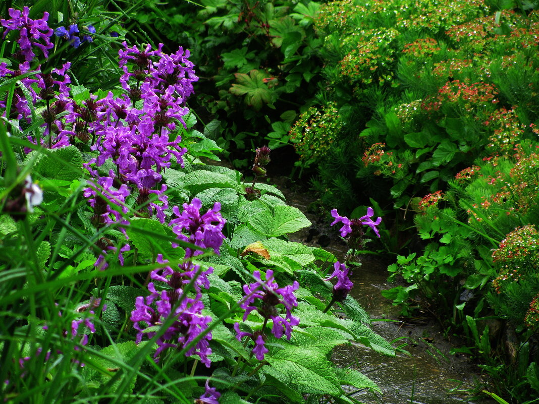В саду - Людмила Смородинская