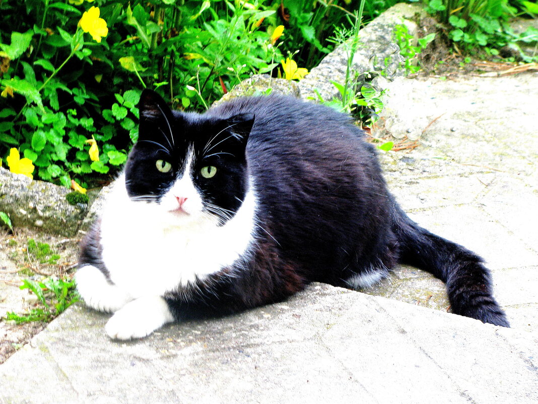 Охраняет сад - Людмила Смородинская