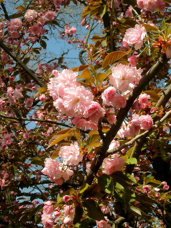 Сакура - Роман Савоцкий
