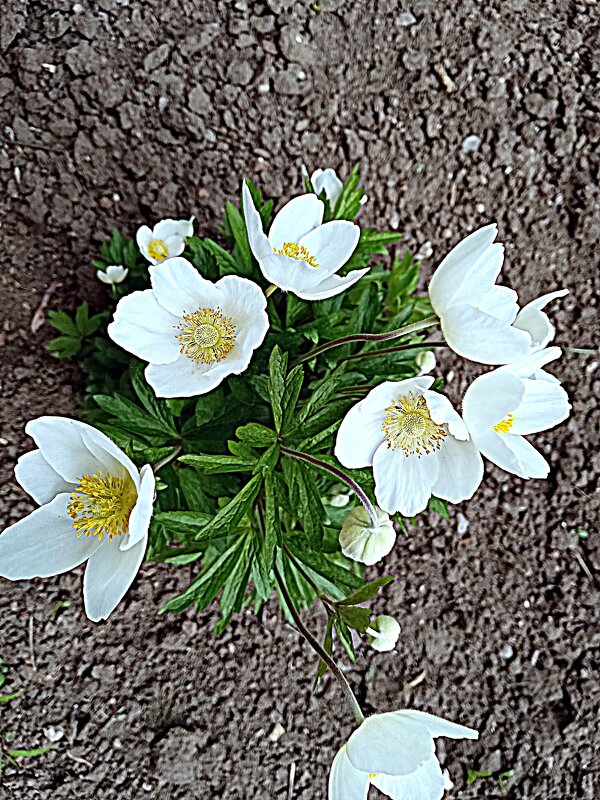 Цветы. - Владимир Драгунский