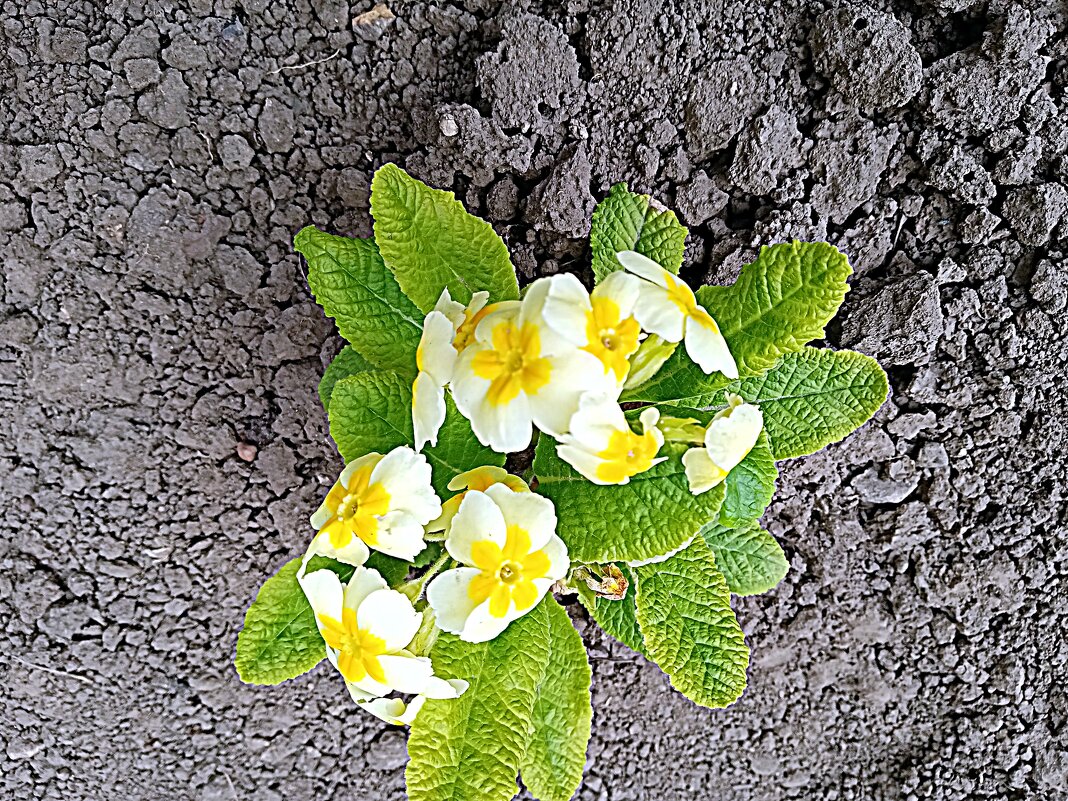 Цветы. - Владимир Драгунский