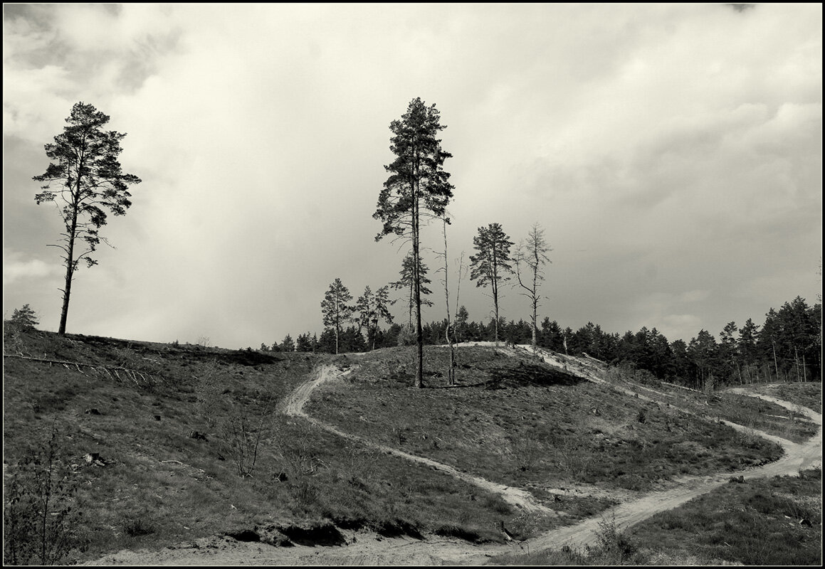 ....а был лес... - Aleksandr Gal