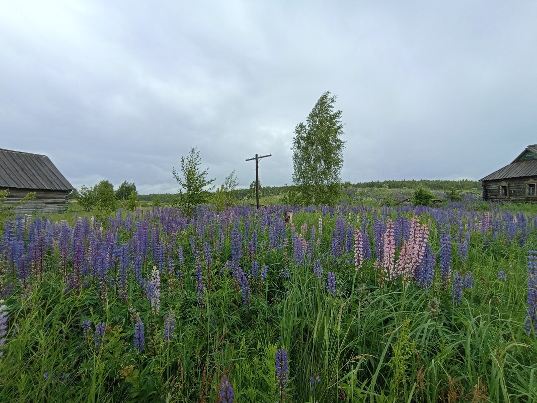 Заброшенная, деревенька - Pippa 