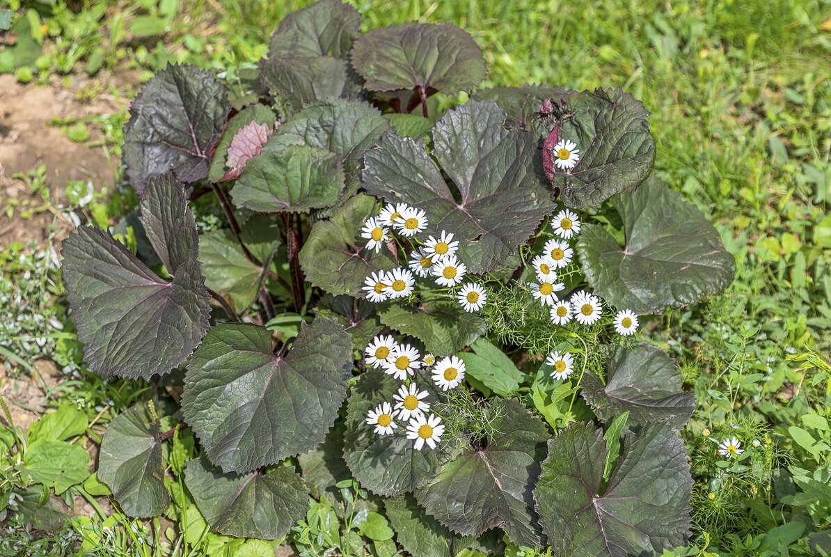 Подружился бузульник с ромашками - Валерий Иванович