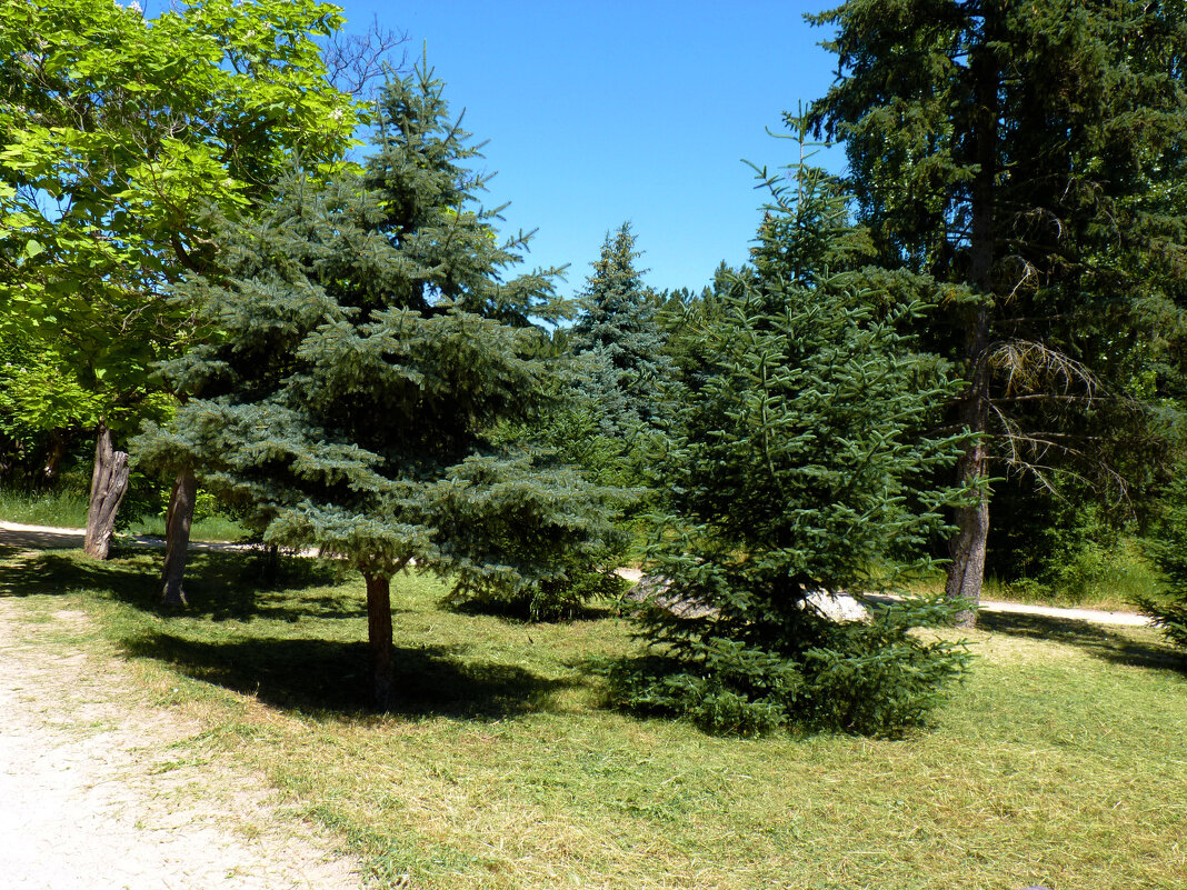 Природа ботанического сада Н В Багрова - Валентин Семчишин