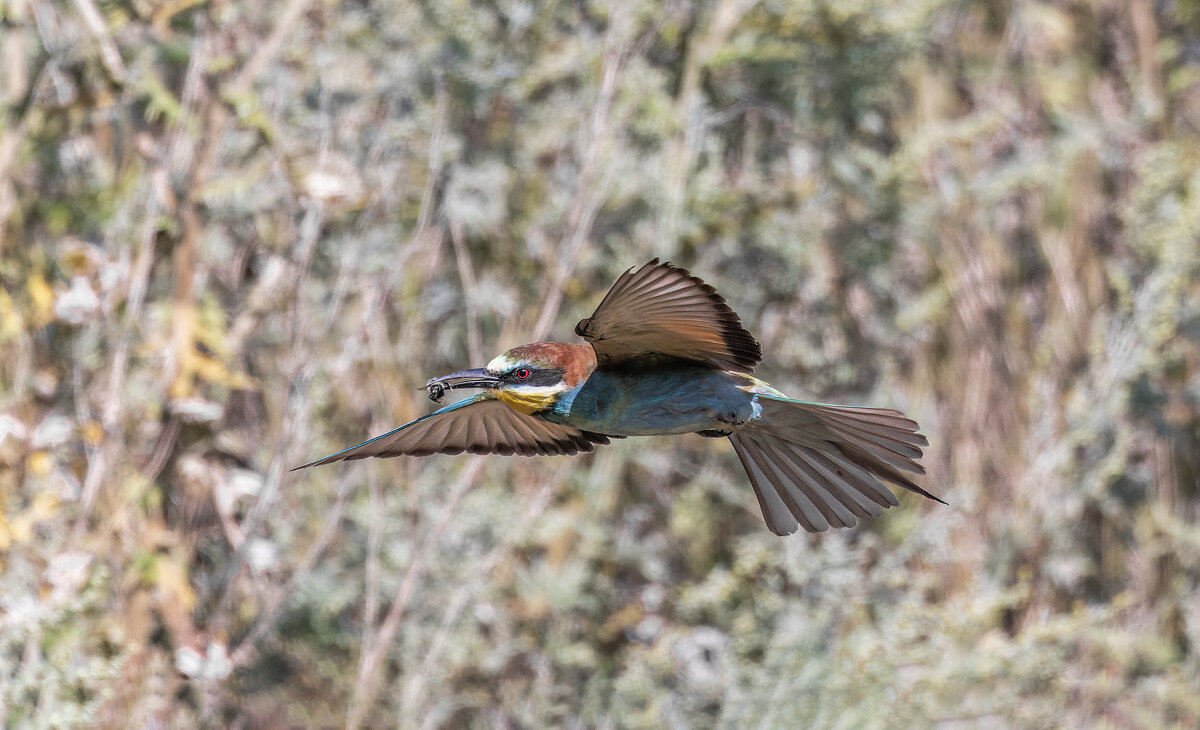 щурки - юрий макаров