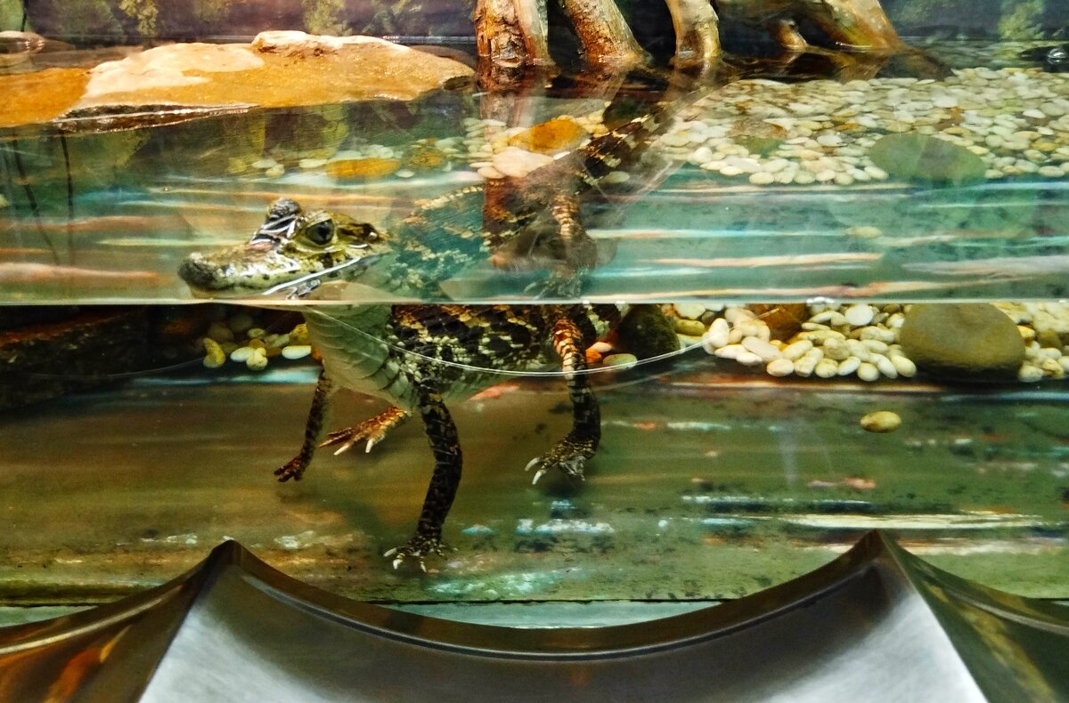 Кро-ко-ди-ли-ще! - Надежда Кро-ко-ди-ли-ще! - Надежда